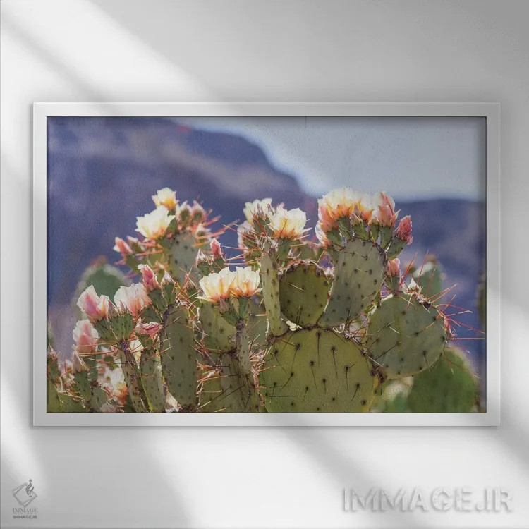 تابلو شکوفههای انجیر مکزیکی ۲ (انجیر تیغدار) اثر آن هادک - نمای قابدار سفید