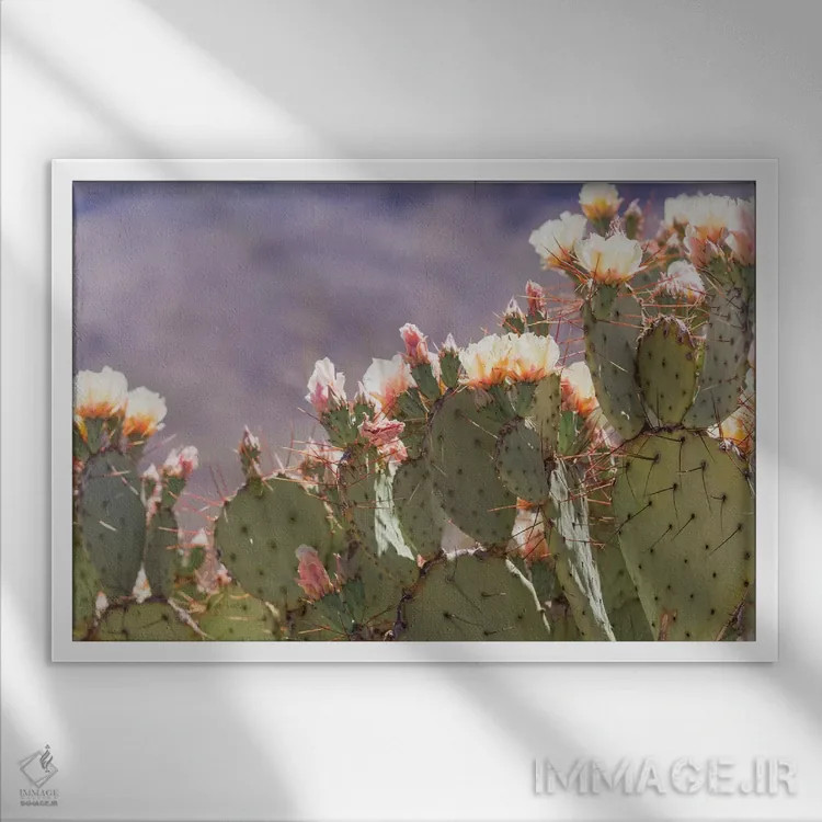 تابلو شکوفههای کاکتوس انجیر مکزیکی (انجیر تیغدار) اثر آن هادک - نمای قابدار سفید
