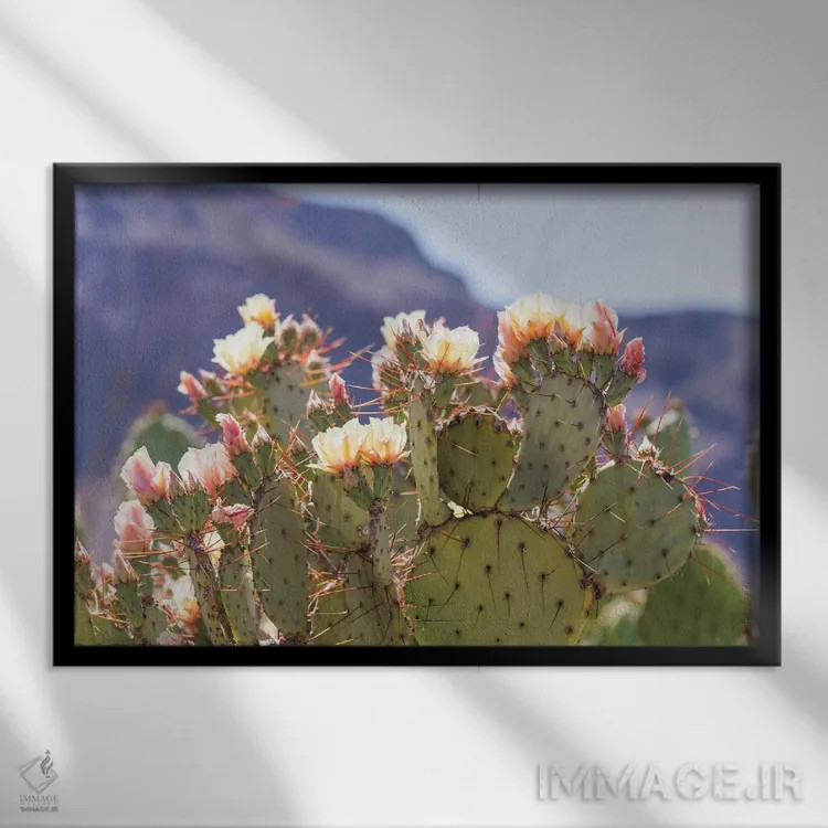 تابلو شکوفههای انجیر مکزیکی ۲ (انجیر تیغدار) اثر آن هادک - نمای قابدار مشکی