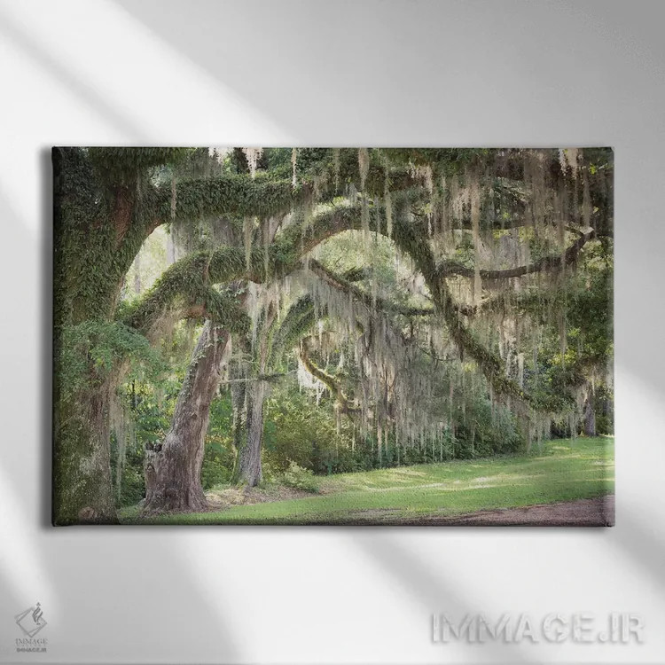 تابلو اسپانیایی موس (گیاه دارزی/خزه اسپانیایی) اثر آن هادک - نمای روبهرو روی دیوار