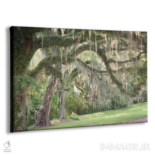 تابلو اسپانیایی موس (گیاه دارزی/خزه اسپانیایی) اثر آن هادک - نمای پرسپکتیو محصول