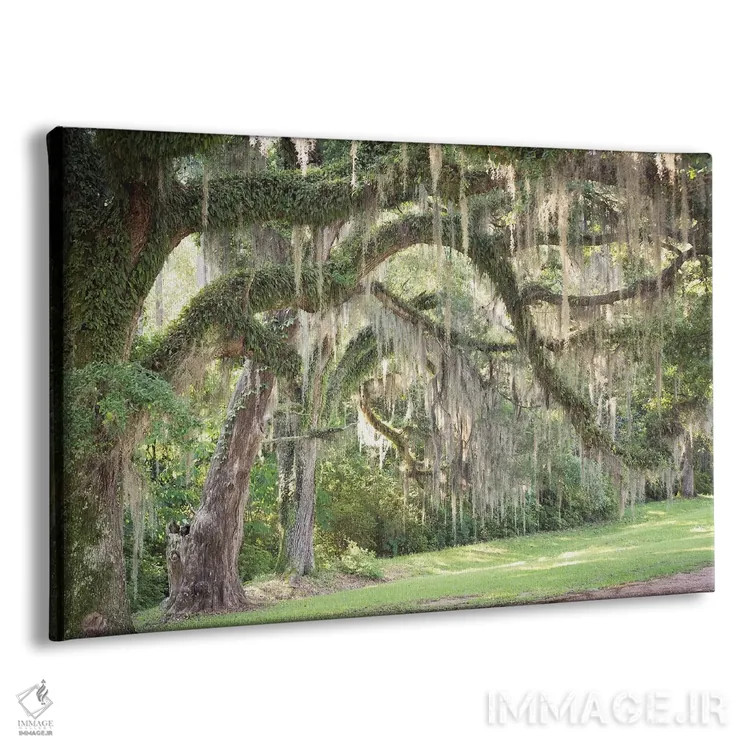 تابلو اسپانیایی موس (گیاه دارزی/خزه اسپانیایی) اثر آن هادک - نمای پرسپکتیو محصول