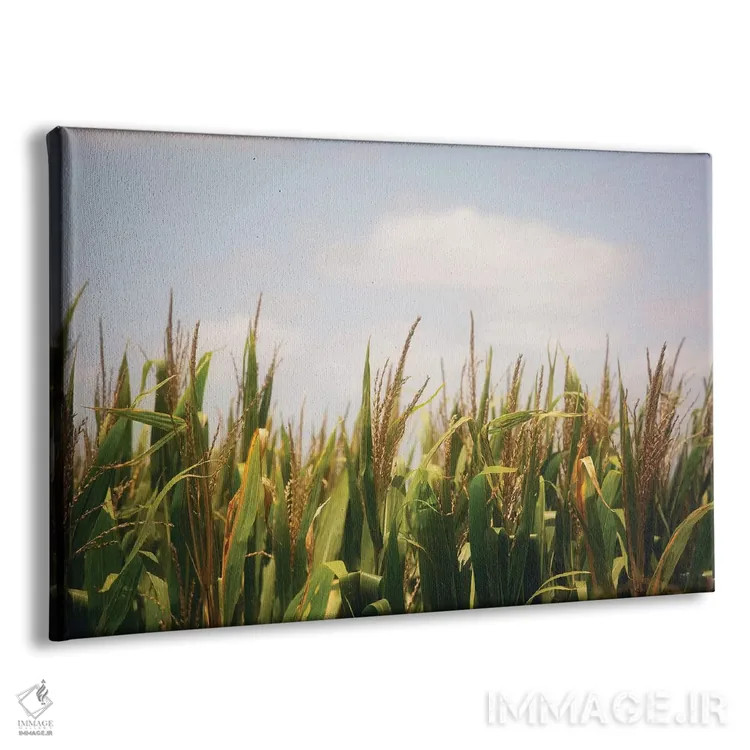 تابلو مزارع ذرت تابستانی اثر آن هادک - نمای پرسپکتیو محصول