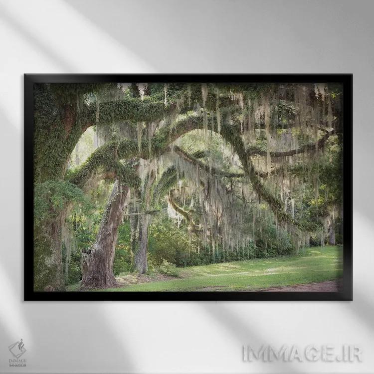 تابلو اسپانیایی موس (گیاه دارزی/خزه اسپانیایی) اثر آن هادک - نمای قابدار مشکی