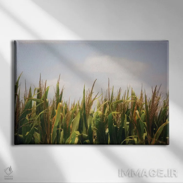 تابلو مزارع ذرت تابستانی اثر آن هادک - نمای روبهرو روی دیوار