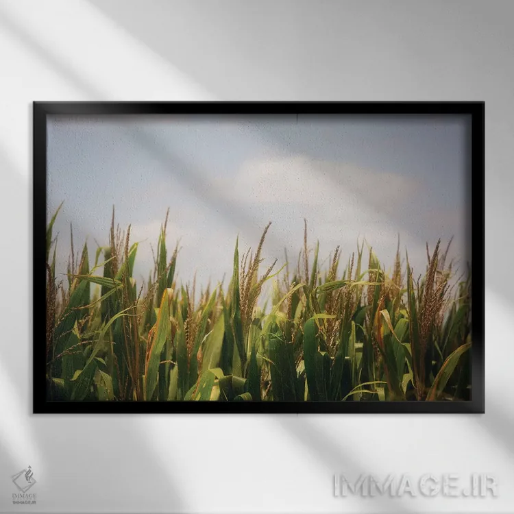 تابلو مزارع ذرت تابستانی اثر آن هادک - نمای قابدار مشکی