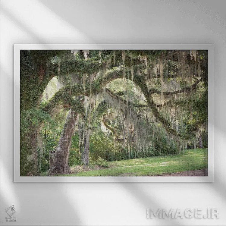 تابلو اسپانیایی موس (گیاه دارزی/خزه اسپانیایی) اثر آن هادک - نمای قابدار سفید