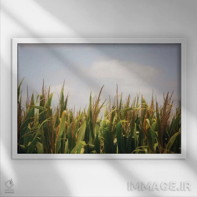 تابلو مزارع ذرت تابستانی اثر آن هادک - نمای قابدار سفید