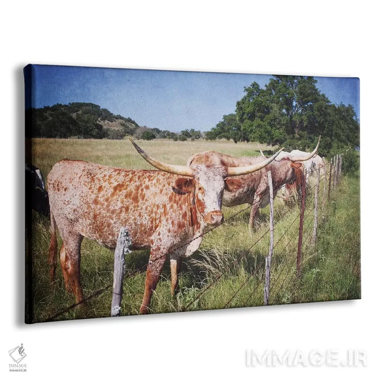 تابلو گاوهای تگزاس شاخ بلند ۳ اثر آن هادک - نمای پرسپکتیو محصول