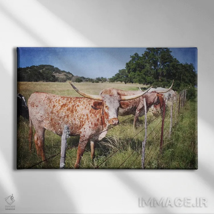 تابلو گاوهای تگزاس شاخ بلند ۳ اثر آن هادک - نمای روبهرو روی دیوار