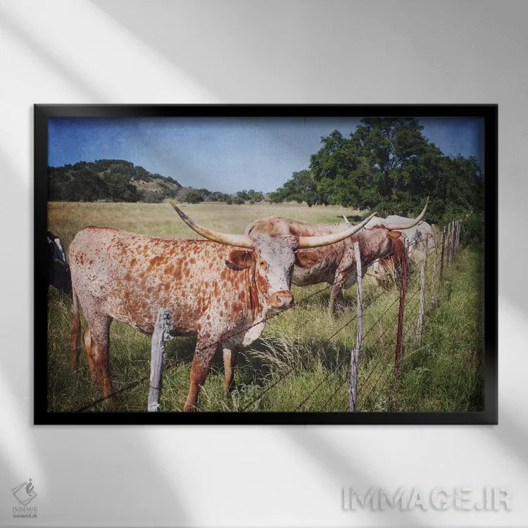 تابلو گاوهای تگزاس شاخ بلند ۳ اثر آن هادک - نمای قابدار مشکی