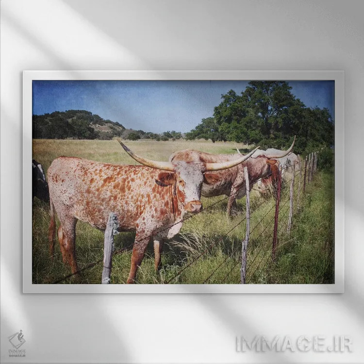 تابلو گاوهای تگزاس شاخ بلند ۳ اثر آن هادک - نمای قابدار سفید