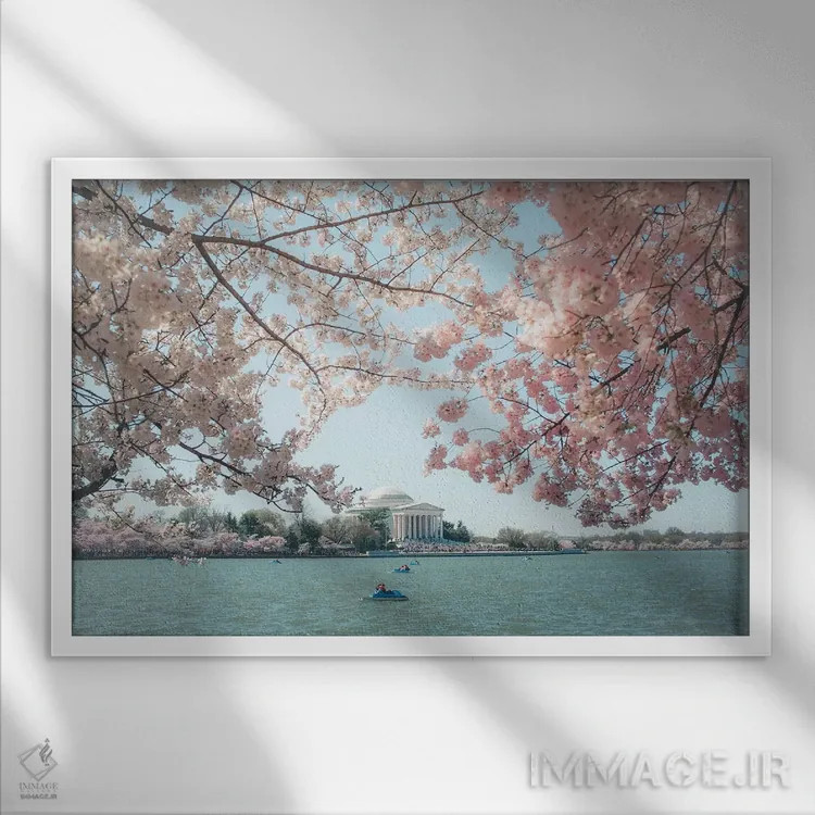 تابلو شکوفههای گیلاس واشینگتن دیسی اثر آن هادک - نمای قابدار سفید