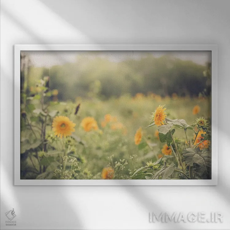 تابلو آفتابگردانهای خانه روستایی اثر آن هادک - نمای قابدار سفید