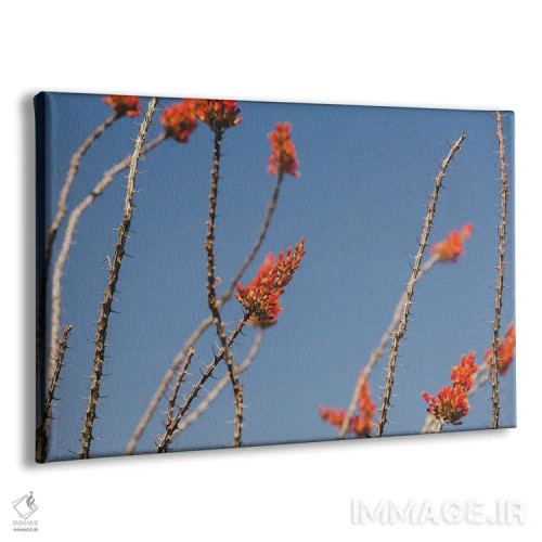 تابلو شکوفههای کاکتوس اُکوتیو اثر آن هادک - نمای پرسپکتیو محصول