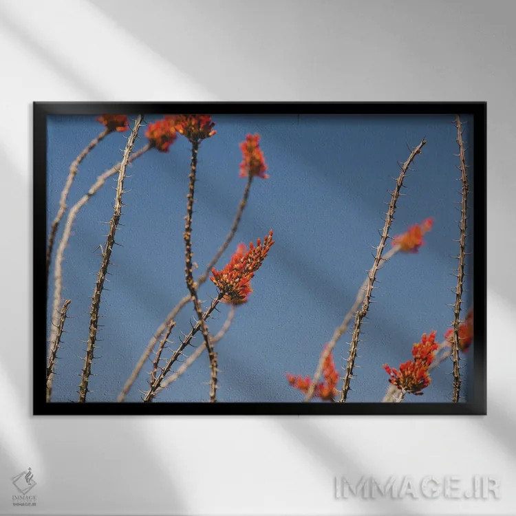 تابلو شکوفههای کاکتوس اُکوتیو اثر آن هادک - نمای قابدار مشکی