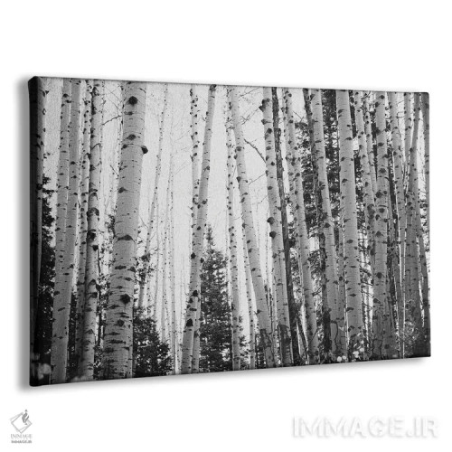 تابلو آسپنهای زمستانی با دکور روستایی سیاه و سفید اثر آن هادک - نمای پرسپکتیو محصول
