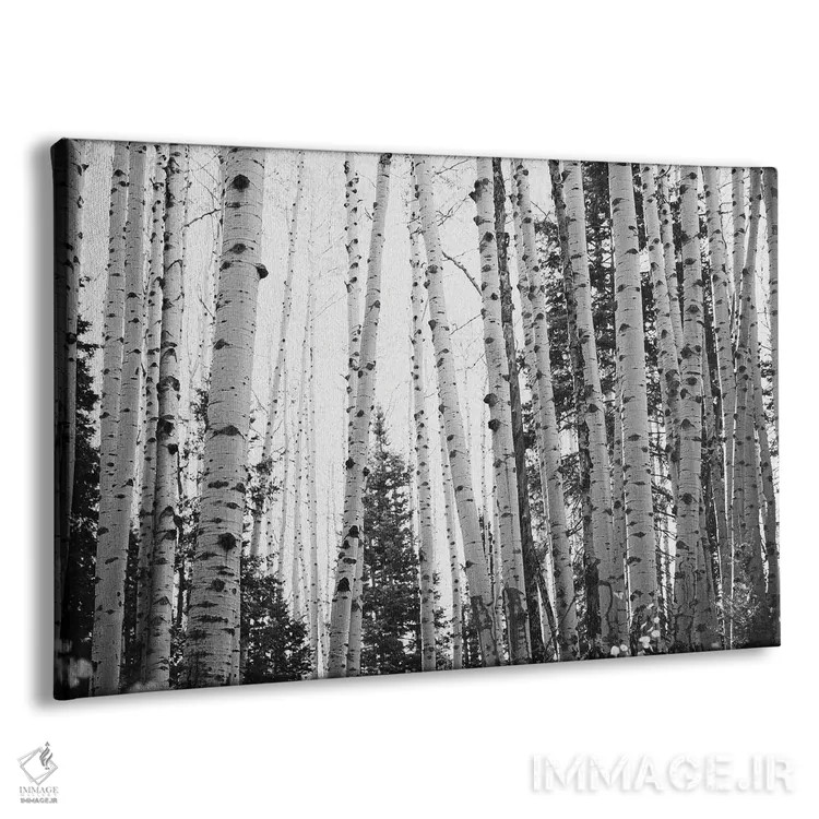 تابلو آسپنهای زمستانی با دکور روستایی سیاه و سفید اثر آن هادک - نمای پرسپکتیو محصول