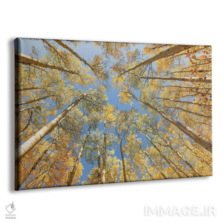 تابلو رو به بالا نگاه کردن اثر آن هادک - نمای پرسپکتیو محصول