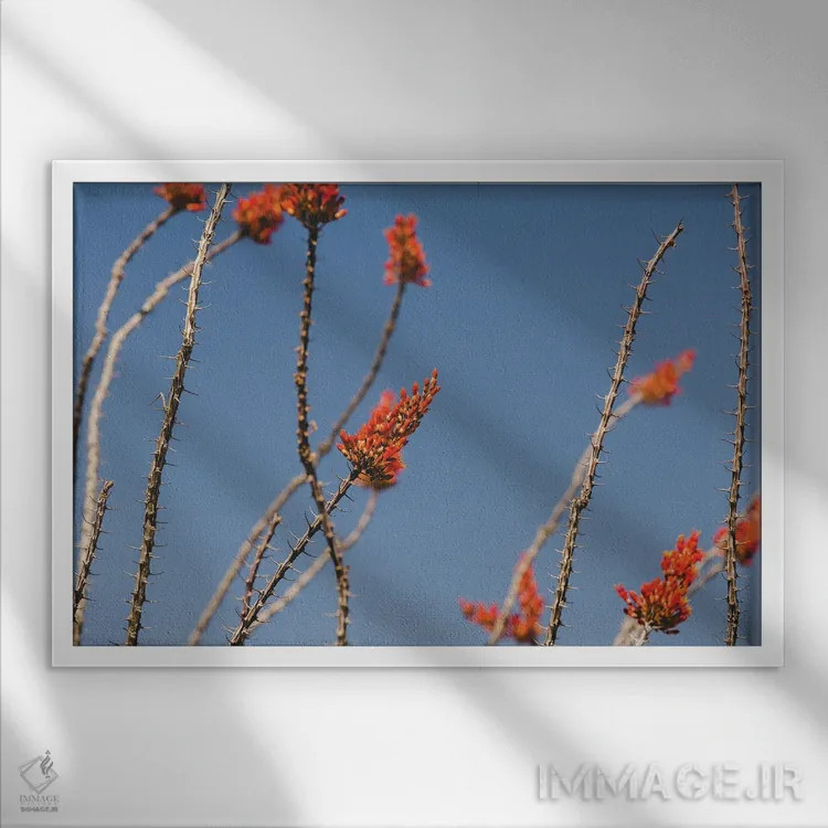 تابلو شکوفههای کاکتوس اُکوتیو اثر آن هادک - نمای قابدار سفید