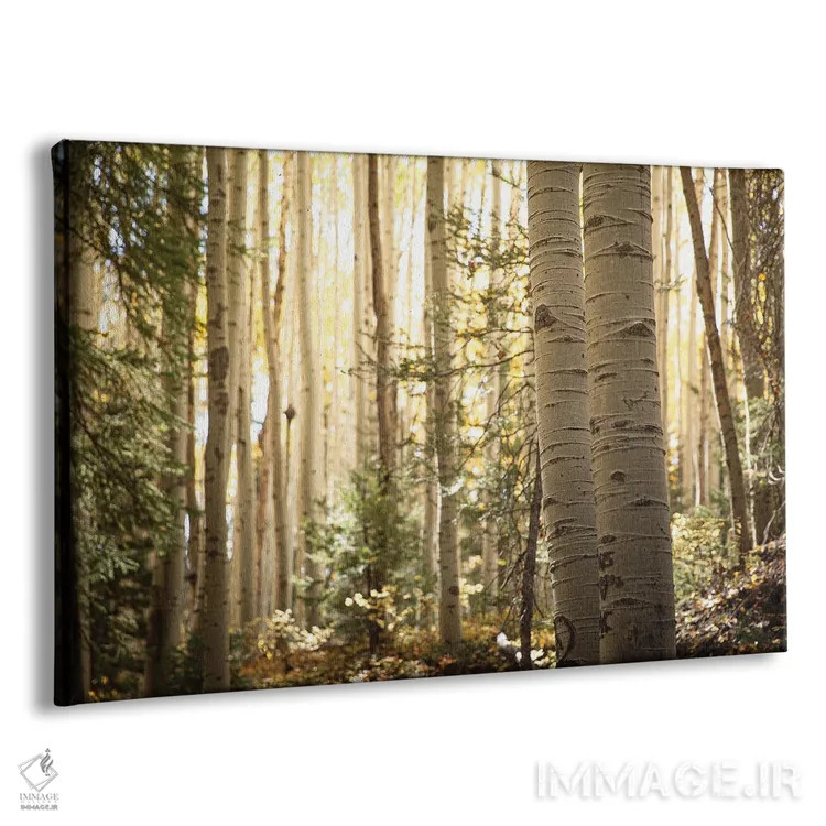 تابلو نور صبحگاهی در بیشه آسپن II اثر آن هادک - نمای پرسپکتیو محصول