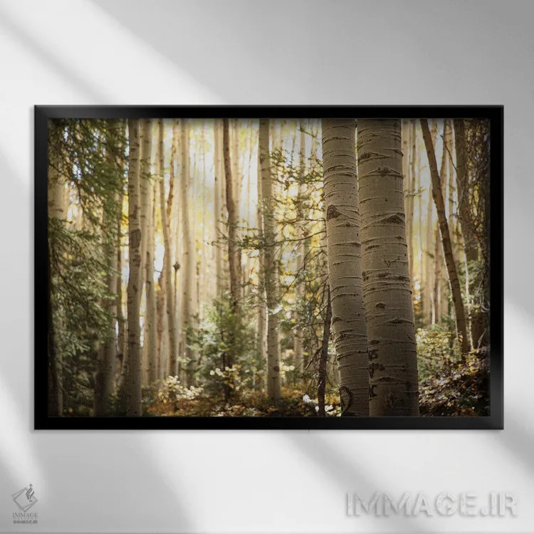 تابلو نور صبحگاهی در بیشه آسپن II اثر آن هادک - نمای قابدار مشکی