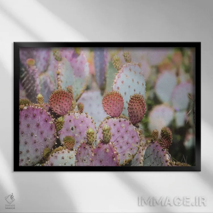 تابلو کاکتوسهای پشمکی اثر آن هادک - نمای قابدار مشکی