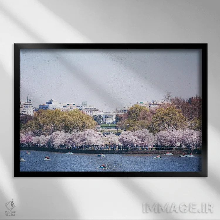 تابلو واشینگتن دیسی در فصل شکوفه اثر آن هادک - نمای قابدار مشکی