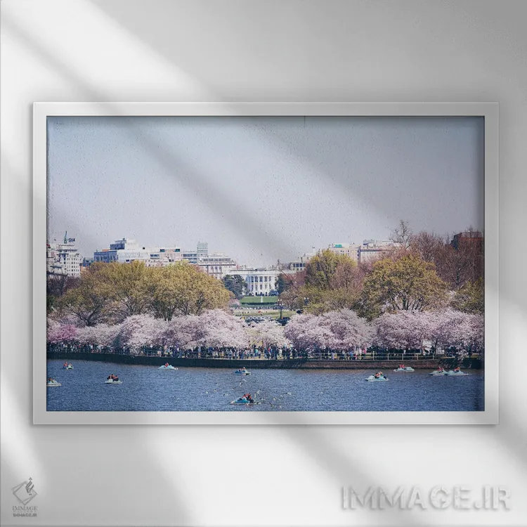 تابلو واشینگتن دیسی در فصل شکوفه اثر آن هادک - نمای قابدار سفید