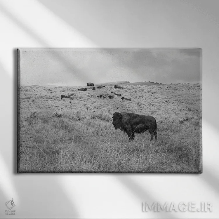 تابلو بوفالوی دشت مرتفع مونتانا اثر آن هادک - نمای روبهرو روی دیوار