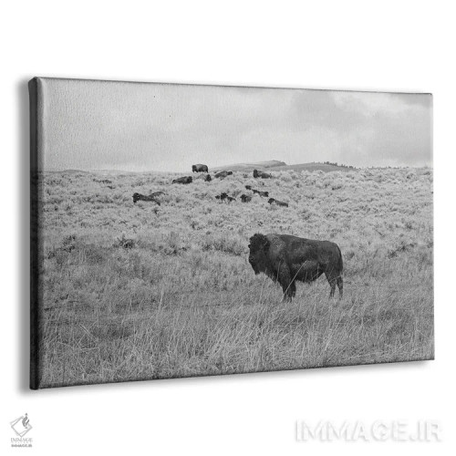 تابلو بوفالوی دشت مرتفع مونتانا اثر آن هادک - نمای پرسپکتیو محصول