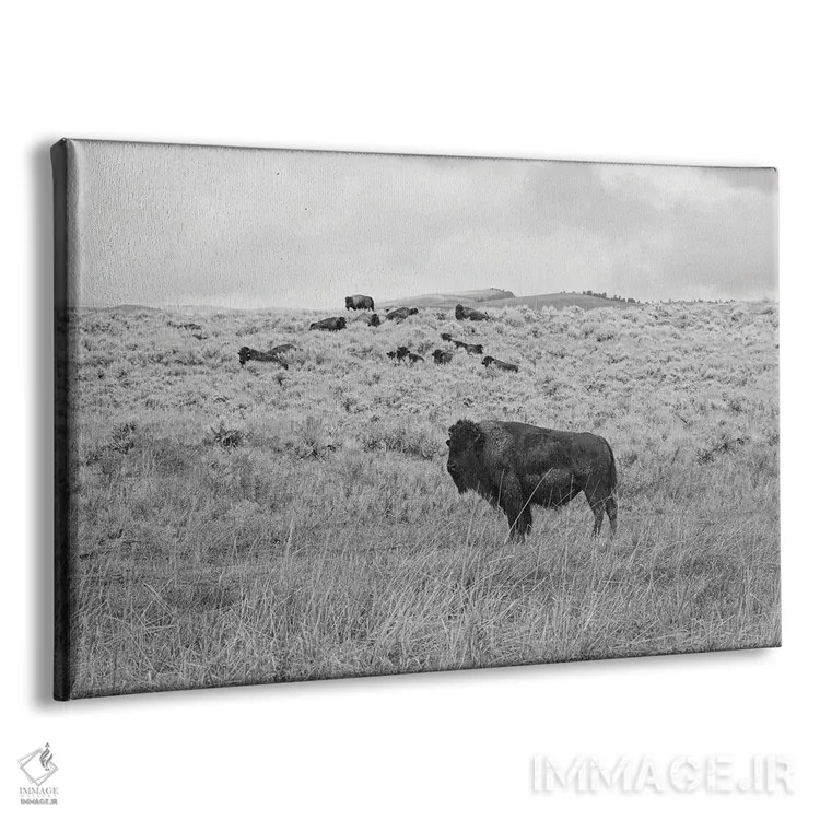 تابلو بوفالوی دشت مرتفع مونتانا اثر آن هادک - نمای پرسپکتیو محصول