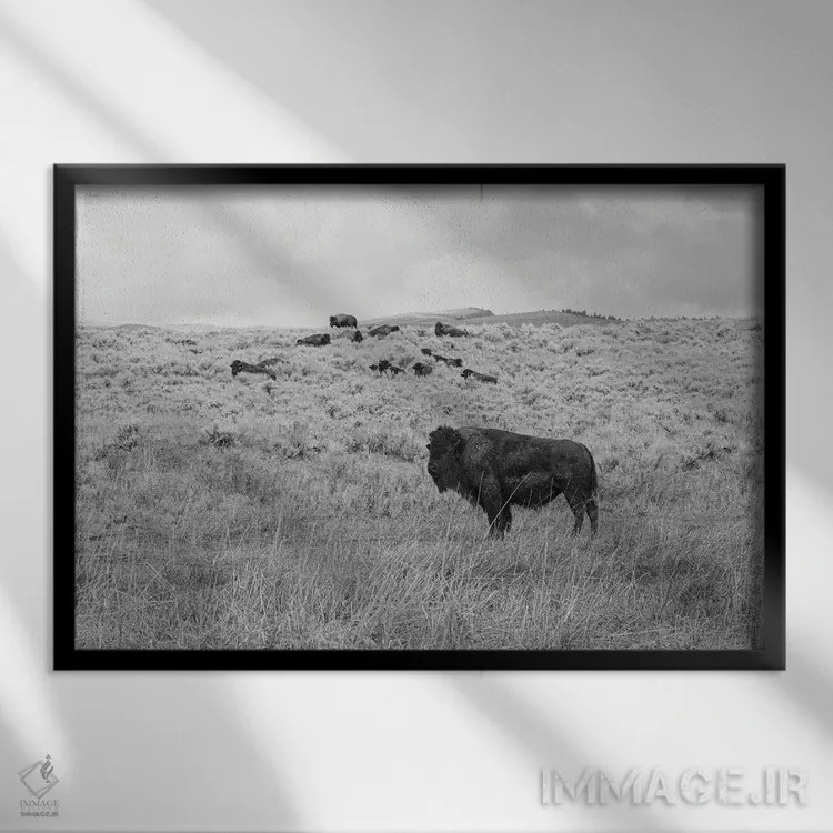 تابلو بوفالوی دشت مرتفع مونتانا اثر آن هادک - نمای قابدار مشکی