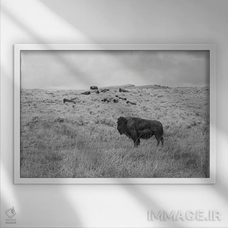 تابلو بوفالوی دشت مرتفع مونتانا اثر آن هادک - نمای قابدار سفید