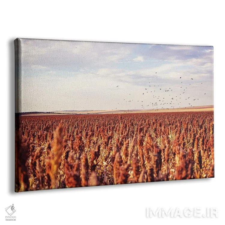 تابلو Farm Field With Blackbirds,پاییز در داکوتای جنوبی، مزرعه با کلاغ‌های سیاه اثر آن هادک - نمای پرسپکتیو محصول