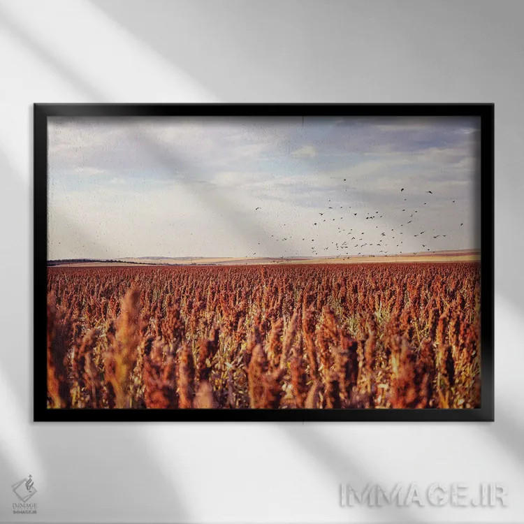 تابلو Farm Field With Blackbirds,پاییز در داکوتای جنوبی، مزرعه با کلاغهای سیاه اثر آن هادک - نمای قابدار مشکی