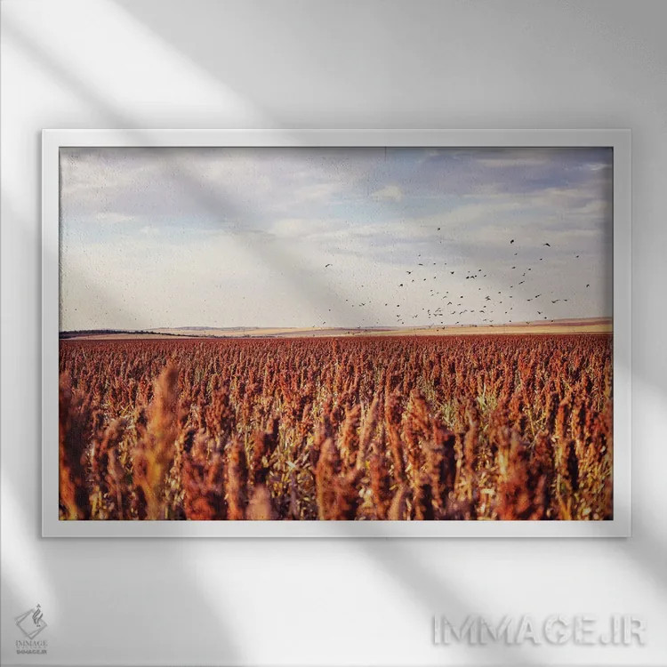 تابلو Farm Field With Blackbirds,پاییز در داکوتای جنوبی، مزرعه با کلاغهای سیاه اثر آن هادک - نمای قابدار سفید
