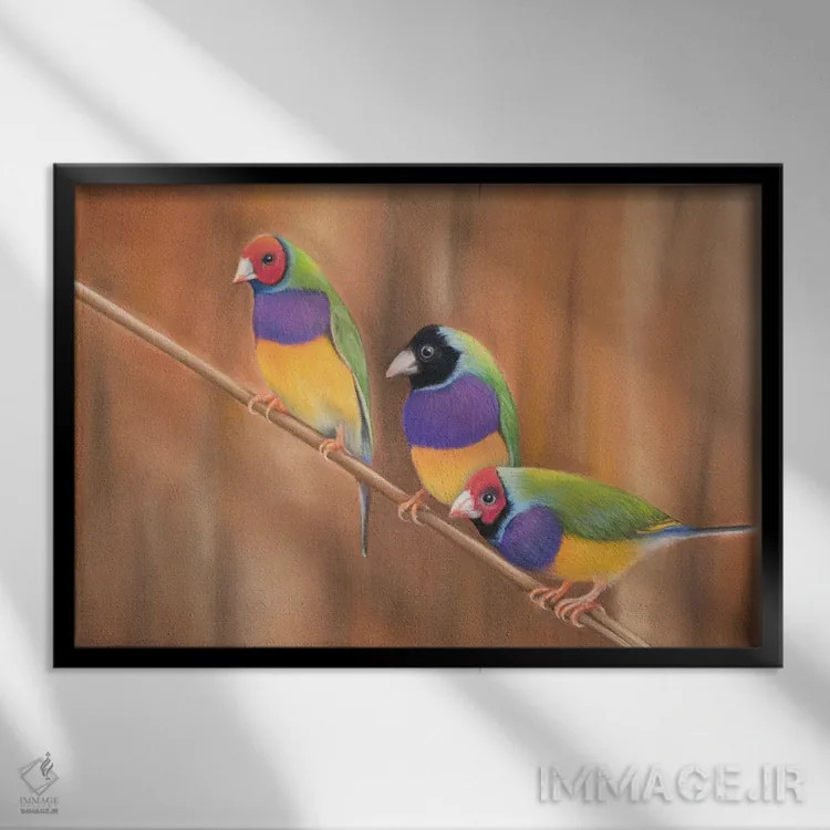 تابلو فنچ گولدیان (نوعی پرنده رنگی) اثر آن هاچینسون - نمای قابدار مشکی