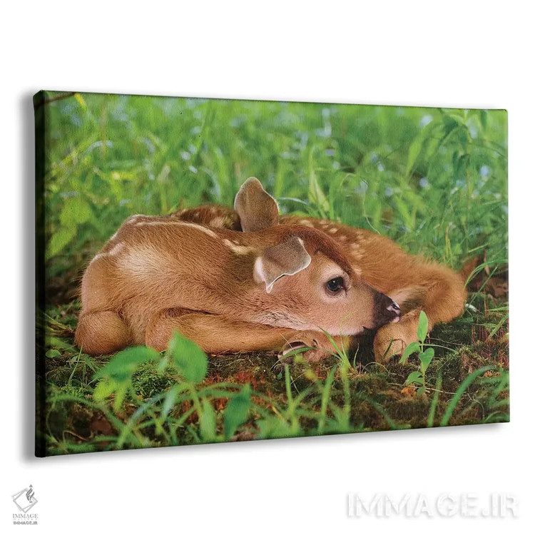 تابلو گوزن دو روزه دم سفید اثر آدام جونز - نمای پرسپکتیو محصول