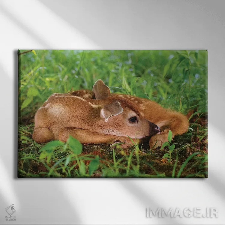 تابلو گوزن دو روزه دم سفید اثر آدام جونز - نمای روبهرو روی دیوار