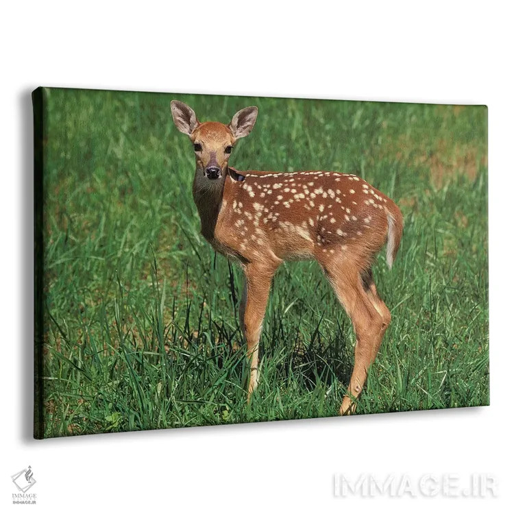 تابلو گوزن دم سفید اثر آدام جونز - نمای پرسپکتیو محصول