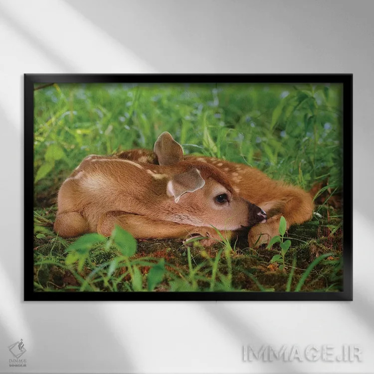 تابلو گوزن دو روزه دم سفید اثر آدام جونز - نمای قابدار مشکی