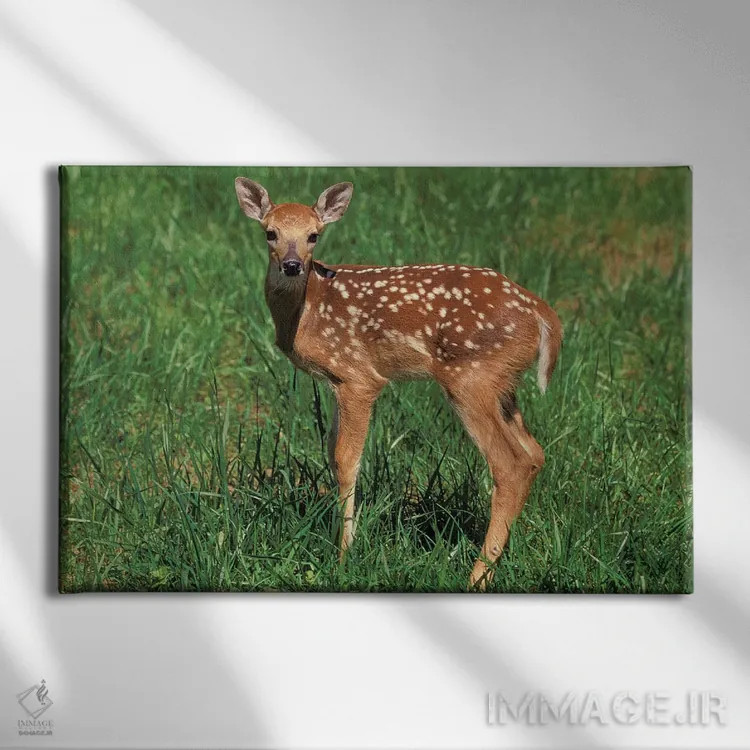 تابلو گوزن دم سفید اثر آدام جونز - نمای روبهرو روی دیوار