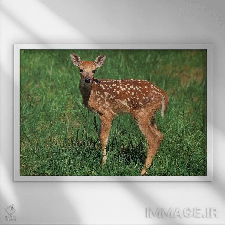 تابلو گوزن دم سفید اثر آدام جونز - نمای قابدار سفید