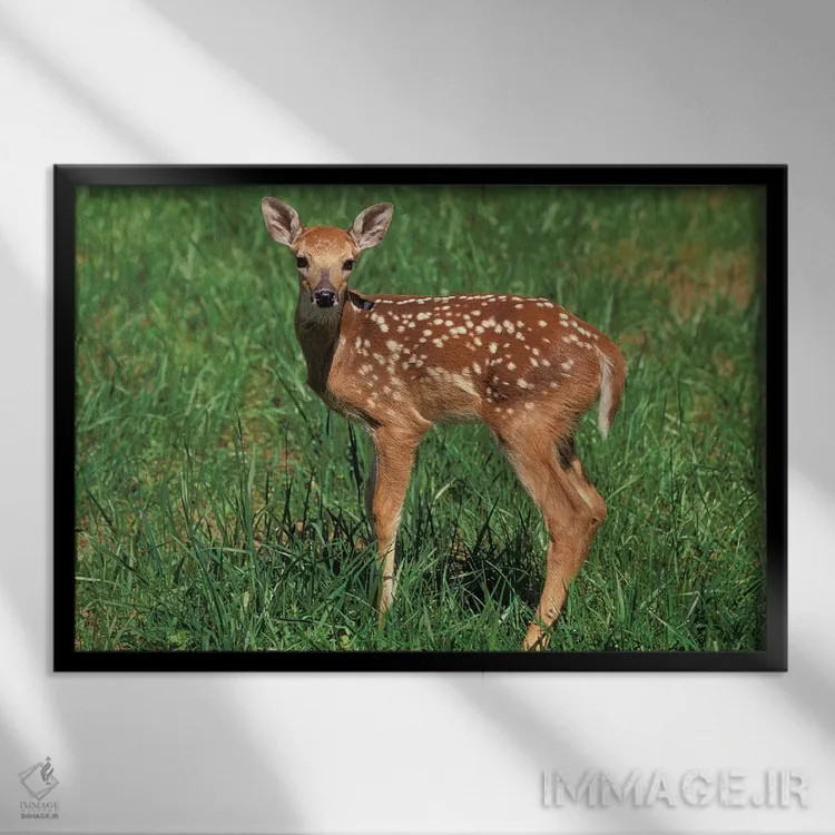 تابلو گوزن دم سفید اثر آدام جونز - نمای قابدار مشکی