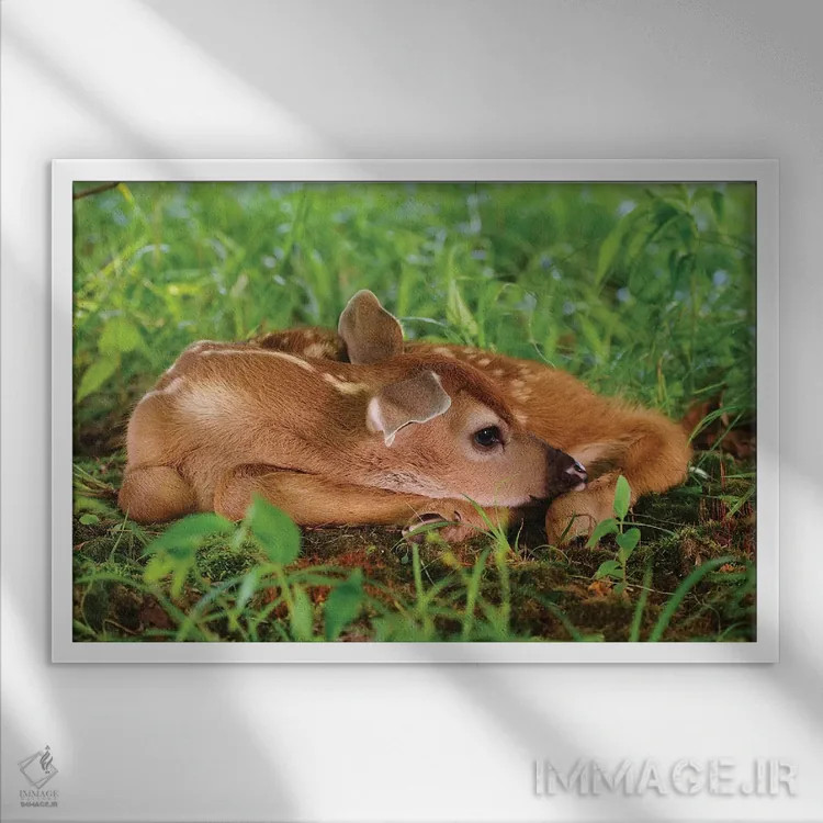 تابلو گوزن دو روزه دم سفید اثر آدام جونز - نمای قابدار سفید