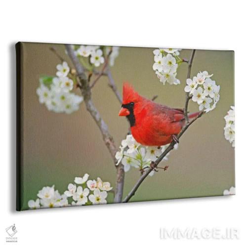 تابلو کارباورال شمالی نر میان شکوفههای درخت گلابی، کنتاکی، آمریکا اثر آدام جونز - نمای پرسپکتیو محصول