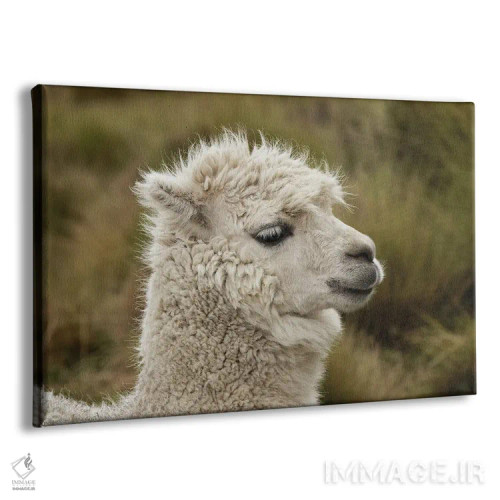 تابلو آلپاکا، ذخیرهگاه اکولوژیک آنتیسنا، اکوادور اثر آدام جونز - نمای پرسپکتیو محصول