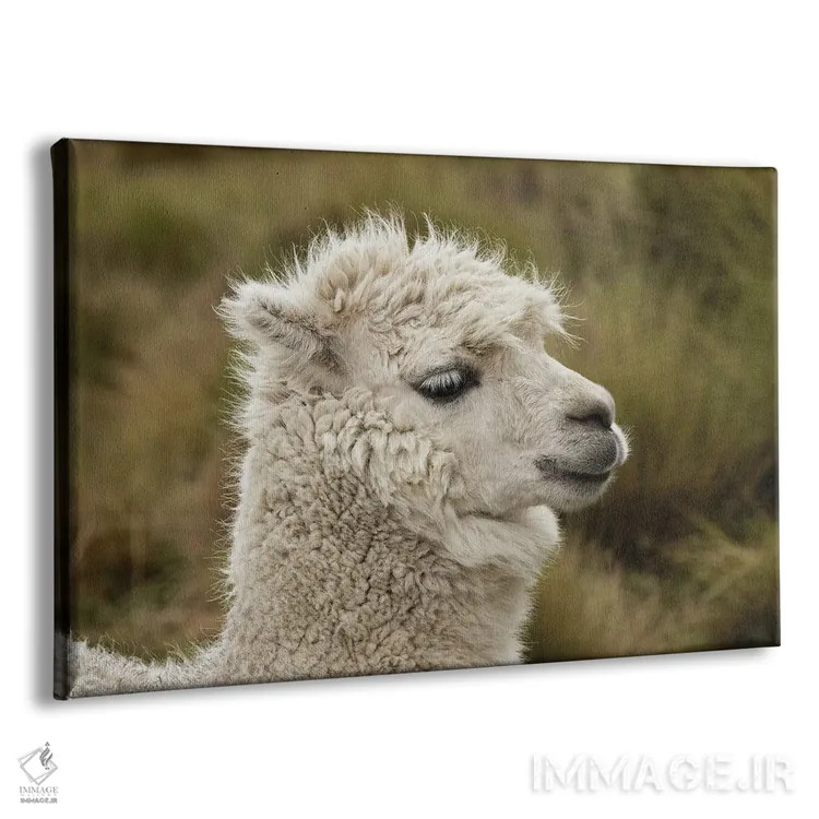 تابلو آلپاکا، ذخیرهگاه اکولوژیک آنتیسنا، اکوادور اثر آدام جونز - نمای پرسپکتیو محصول