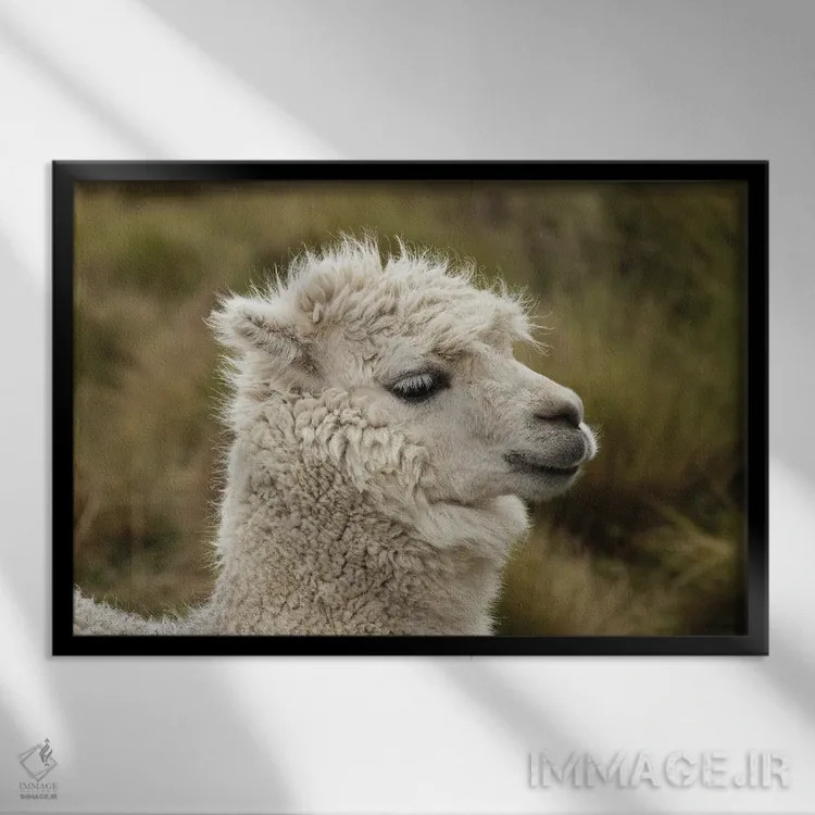 تابلو آلپاکا، ذخیرهگاه اکولوژیک آنتیسنا، اکوادور اثر آدام جونز - نمای قابدار مشکی